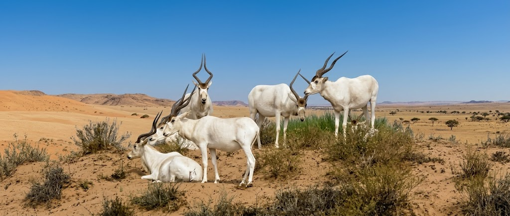 Addax antelope in Souss-Massa National Park