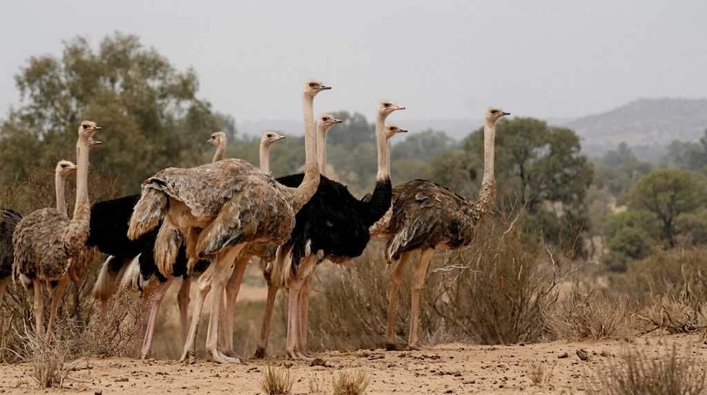 North African Ostrich in Souss-Massa Acclimatization Reserve
