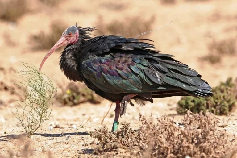Northern Bald Ibis: Facts, Habitat & Conservation Guide