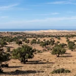Argan Tree in Souss Massa national Park