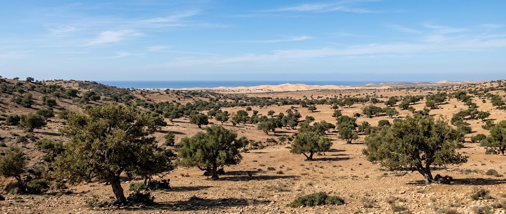 Argan Tree: Facts, Uses & Why It Grows Only Here
