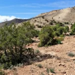 Barbary Thuya in Souss Massa national Park