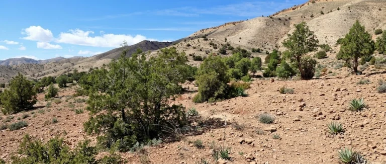 Barbary Thuya in Souss Massa national Park