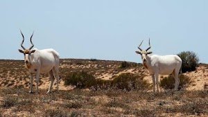 Souss-Massa National Park place picture