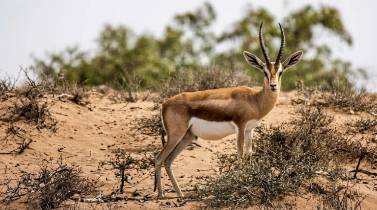 Dorcas Gazelle: Facts, Diet & Desert Survival