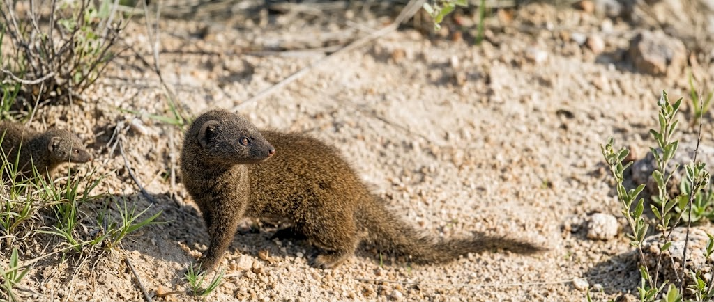 Egyptian Mongoose: Size, Diet & Where to Spot One
