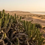 Euphorbia Officinarum in Souss Massa national Park