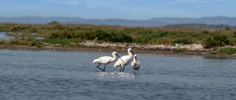 Eurasian Spoon in Souss Massa National Park
