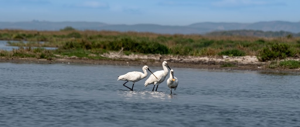Eurasian Spoonbill: Facts, Diet & Identification Guide