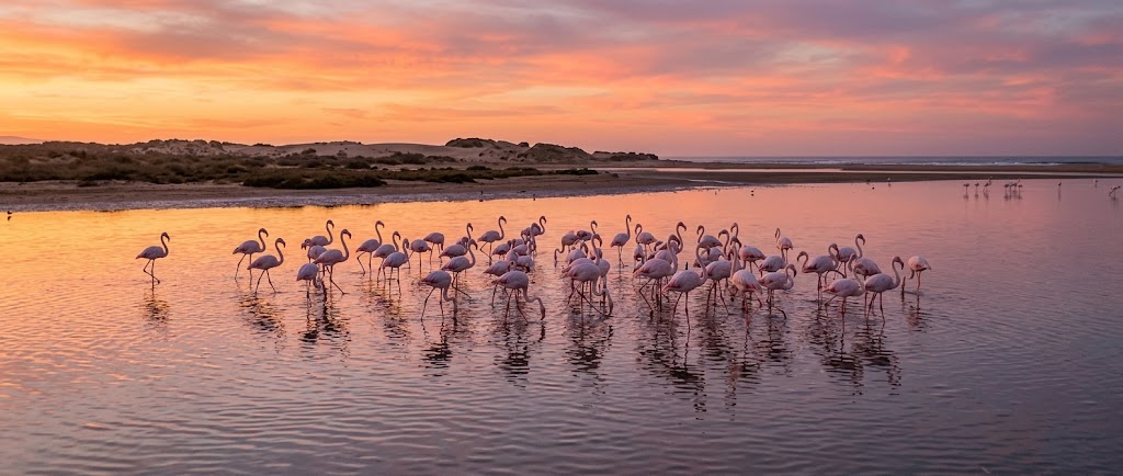 Oued Massa estuary in Souss Massa National Park with flamingos feeding in shallow water