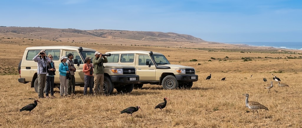 Guided tour group birdwatching at Souss Massa National Park