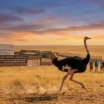How Morocco Brought the Ostrich Back From Extinction