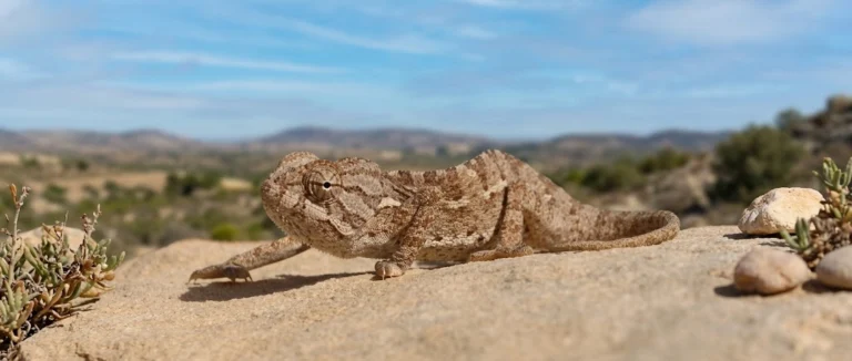 Mediterranean Chameleon in Souss Massa national Park