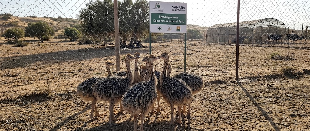 North African Ostrich chicks in the Souss Massa National Park breeding reserve
