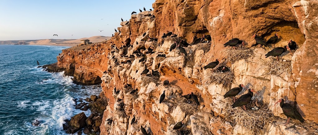 Northern Bald Ibis perched on coastal cliffs, the last wild breeding stronghold of the species