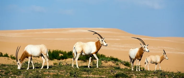 Scimitar Oryx: Facts, Extinction Comeback & Where to See