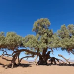 Tamarisk in Souss Massa national Park